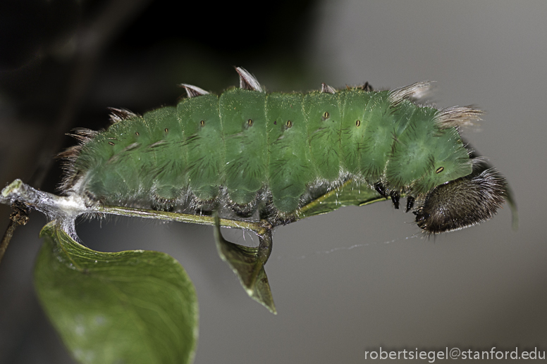morpho caterpillar
